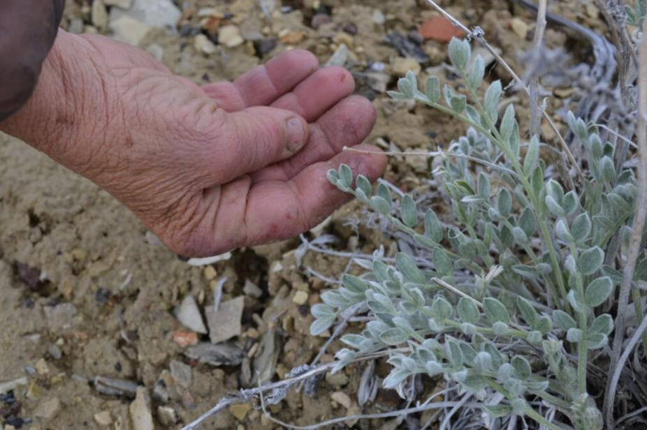 Katie Fite inspects a wildflower at the site of Jindalee’s exploratory drilling area.
