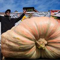 Giant pumpkins battle for heavyweight glory and the world record in California