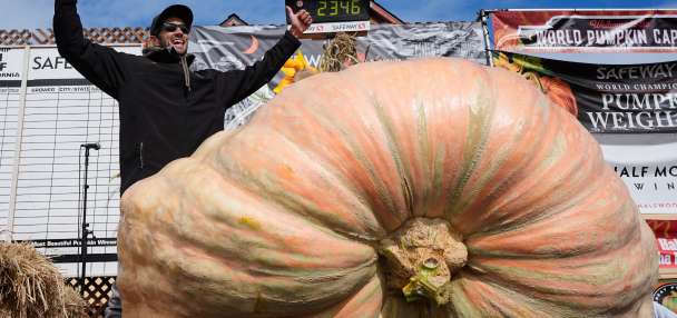 Giant pumpkins battle for heavyweight glory and the world record in California