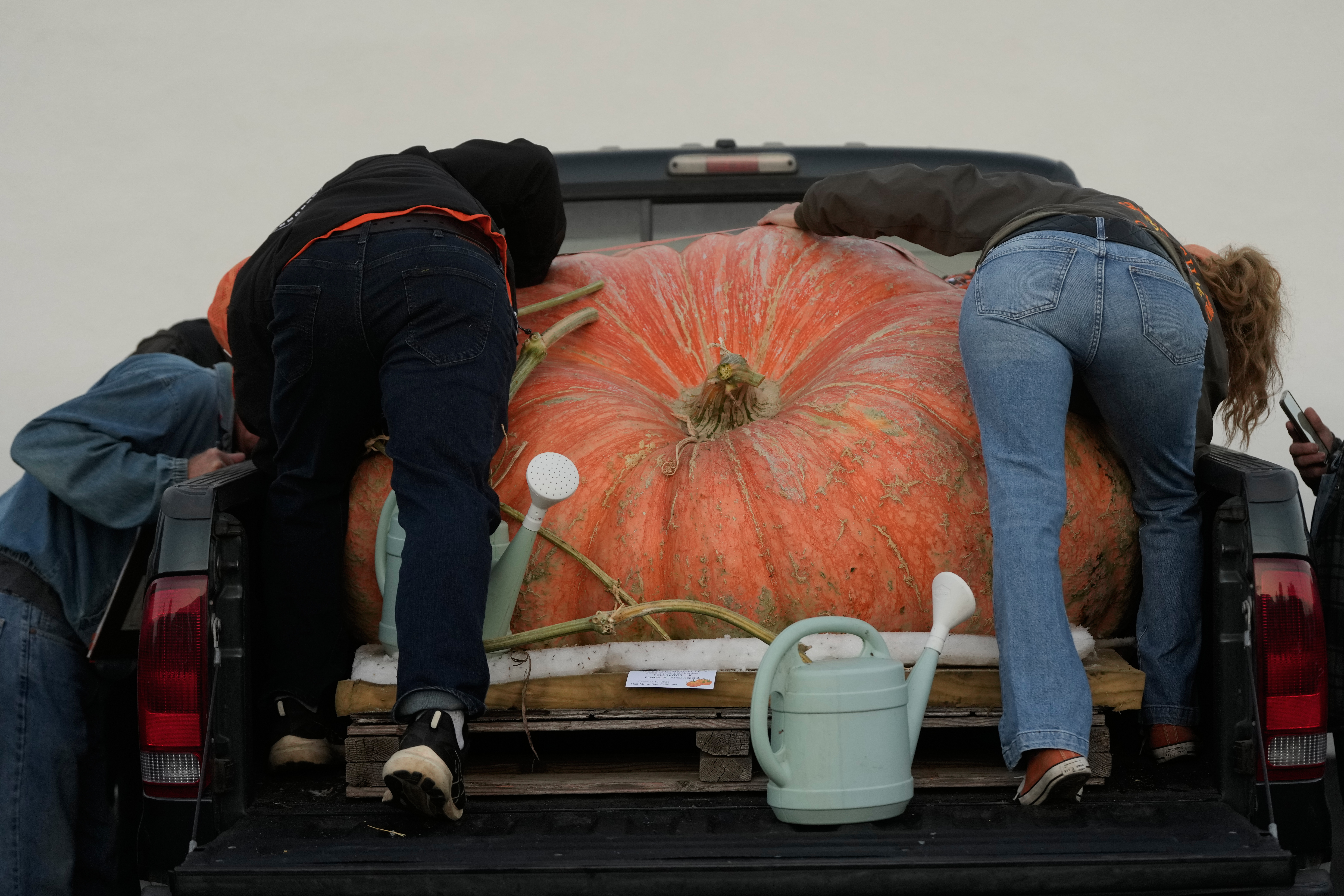 People prepare a pumpkin for the Safeway World Championship Pumpkin Weigh-Off, Monday, in Half Moon Bay, Calif.