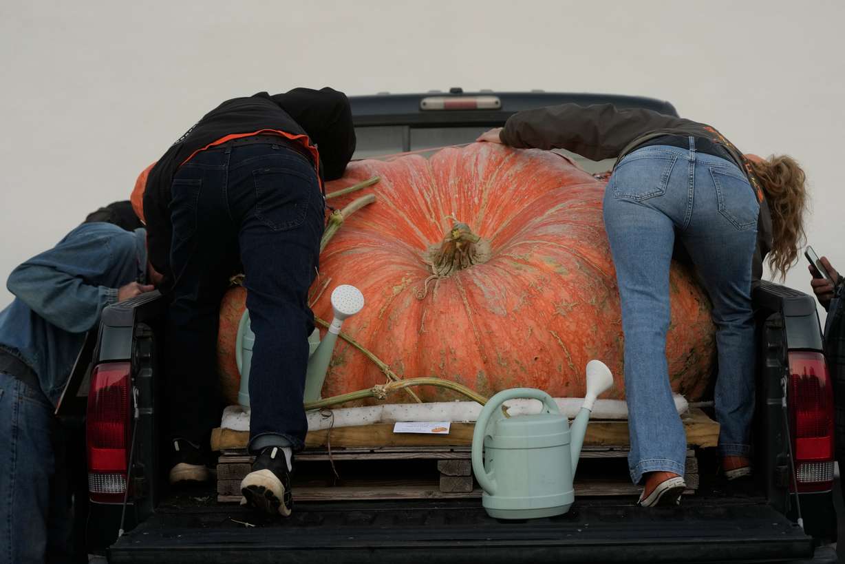 People prepare a pumpkin for the Safeway World Championship Pumpkin Weigh-Off, Monday, in Half Moon Bay, Calif.