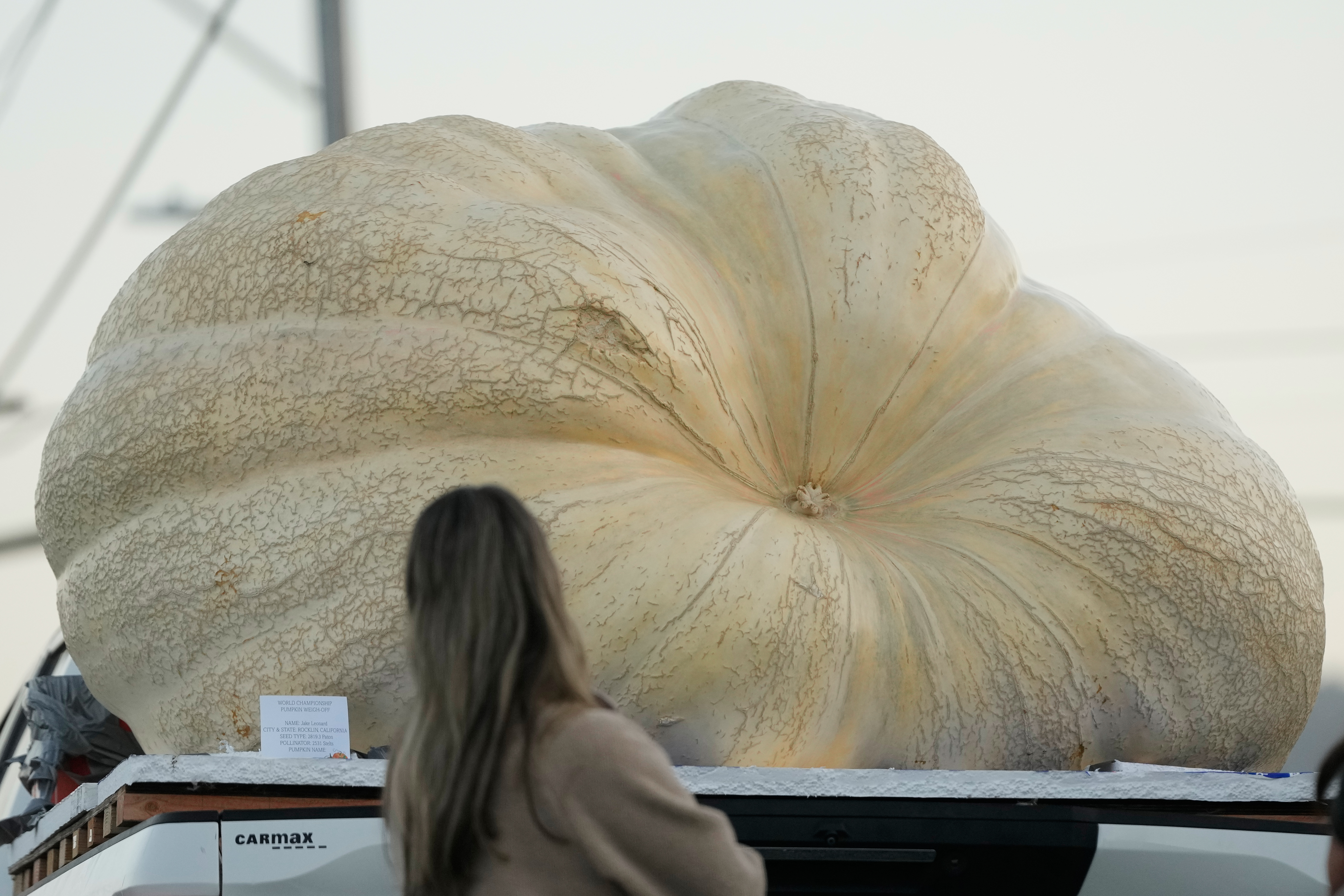 A woman looks toward a pumpkin that will be entered in the Safeway World Championship Pumpkin Weigh-Off, Monday, in Half Moon Bay, Calif.