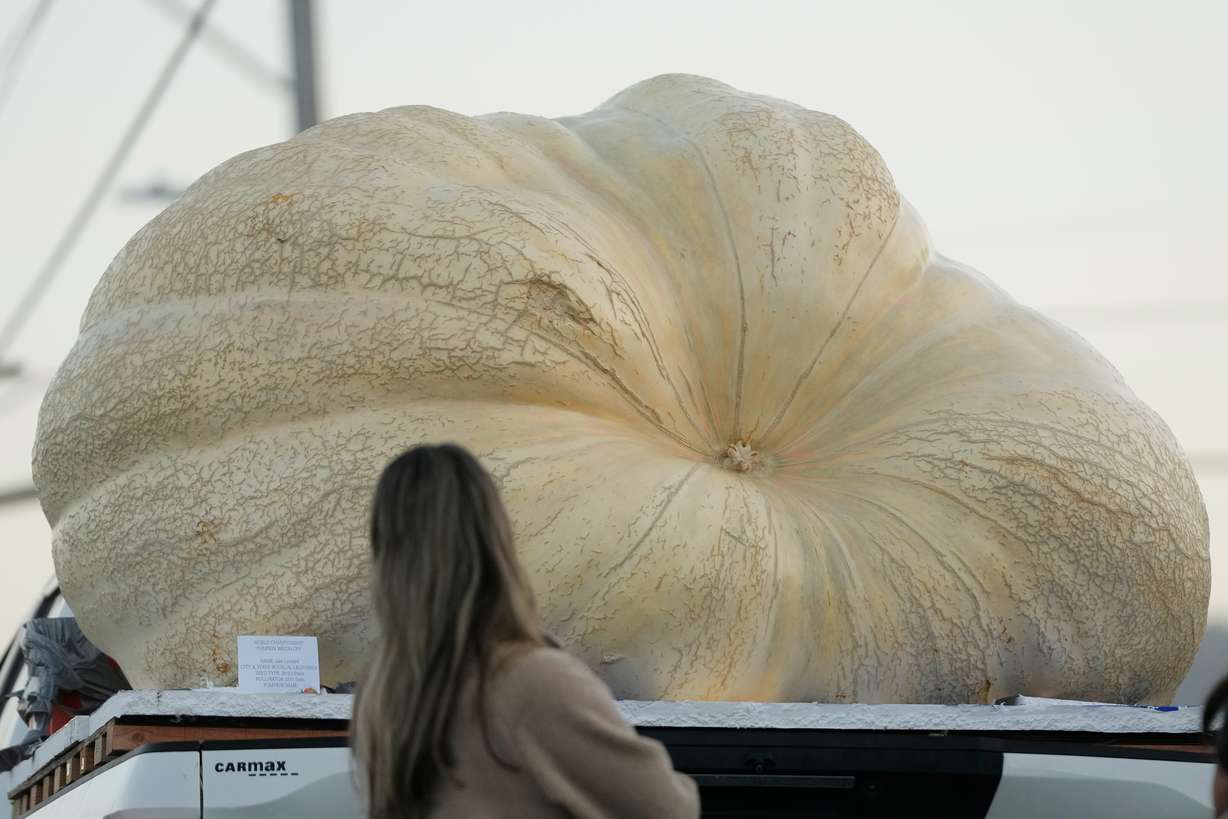 A woman looks toward a pumpkin that will be entered in the Safeway World Championship Pumpkin Weigh-Off, Monday, in Half Moon Bay, Calif.
