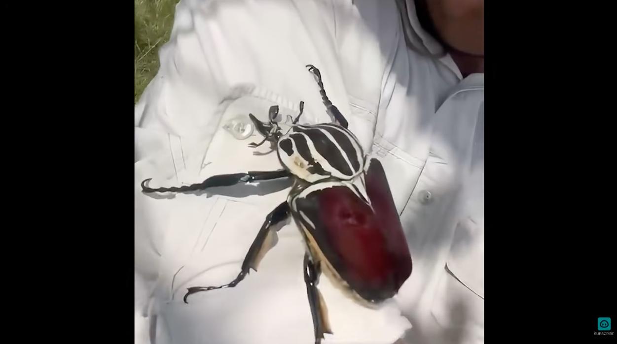 Have You Seen This? Close encounter with a monster beetle