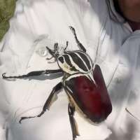 Have You Seen This? Close encounter with a monster beetle
