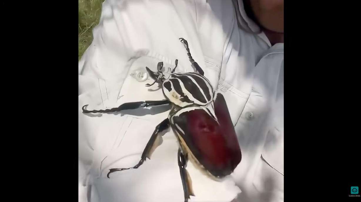 A goliath beetle crawls on Tristan Spurway's shirt.