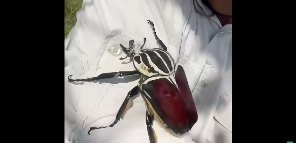 Have You Seen This? Close encounter with a monster beetle