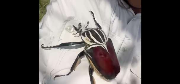 Have You Seen This? Close encounter with a monster beetle