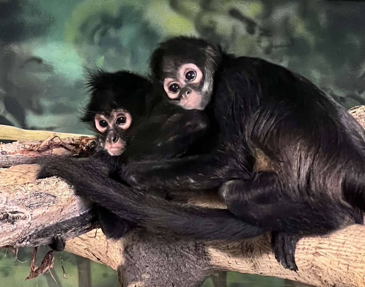 Utah's Hogle Zoo announced Monday they have taken in two young spider monkeys who were rescued from wildlife traffickers:
Romina, about 2 years old, and Eve, about 1 year old.
