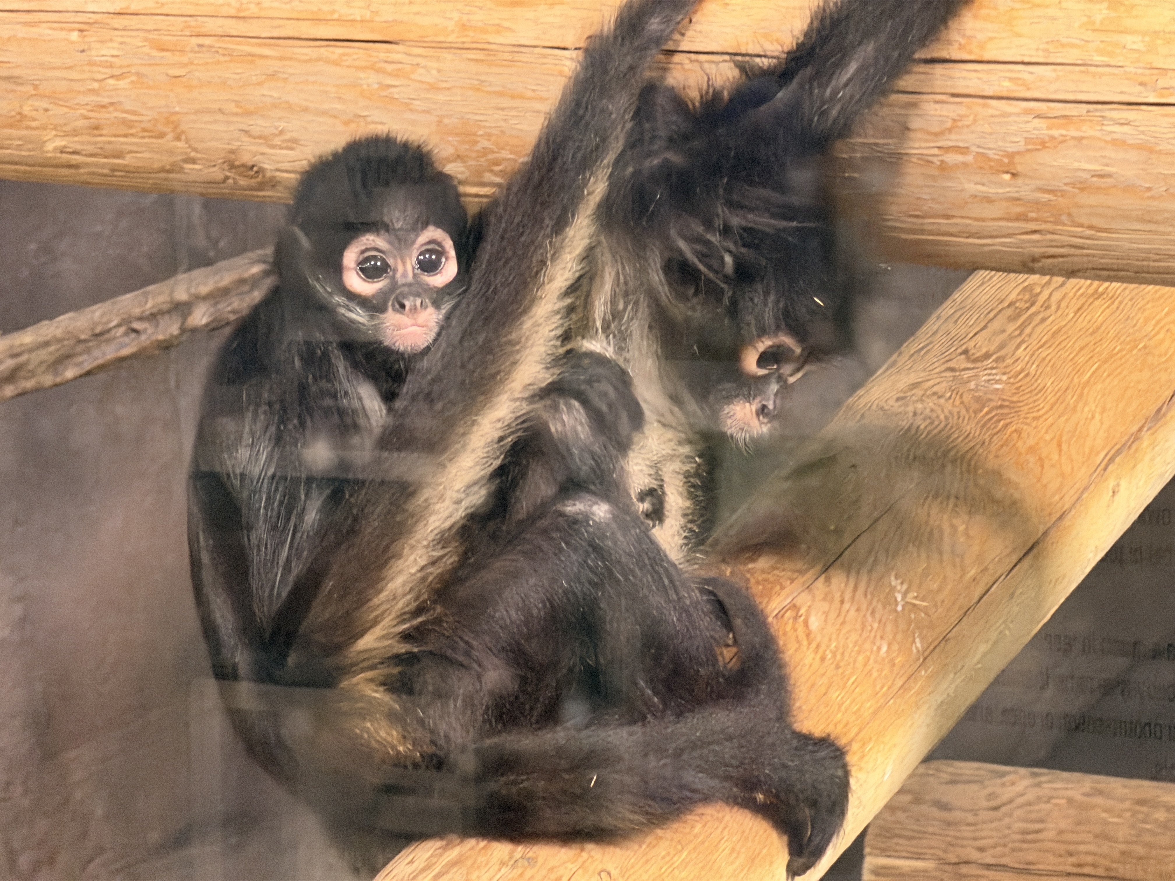 Utah's Hogle Zoo announced Monday they have taken in two young spider monkeys who were rescued from wildlife traffickers. Eve, the younger of the two, sits on Romina's back.