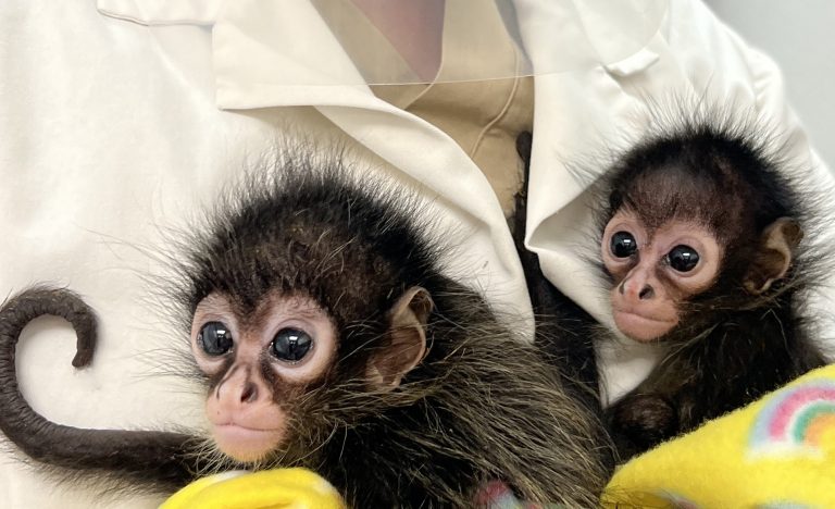 Hogle Zoo takes in two spider monkeys rescued from trafficking