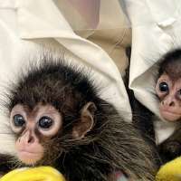 Hogle Zoo takes in two spider monkeys rescued from trafficking