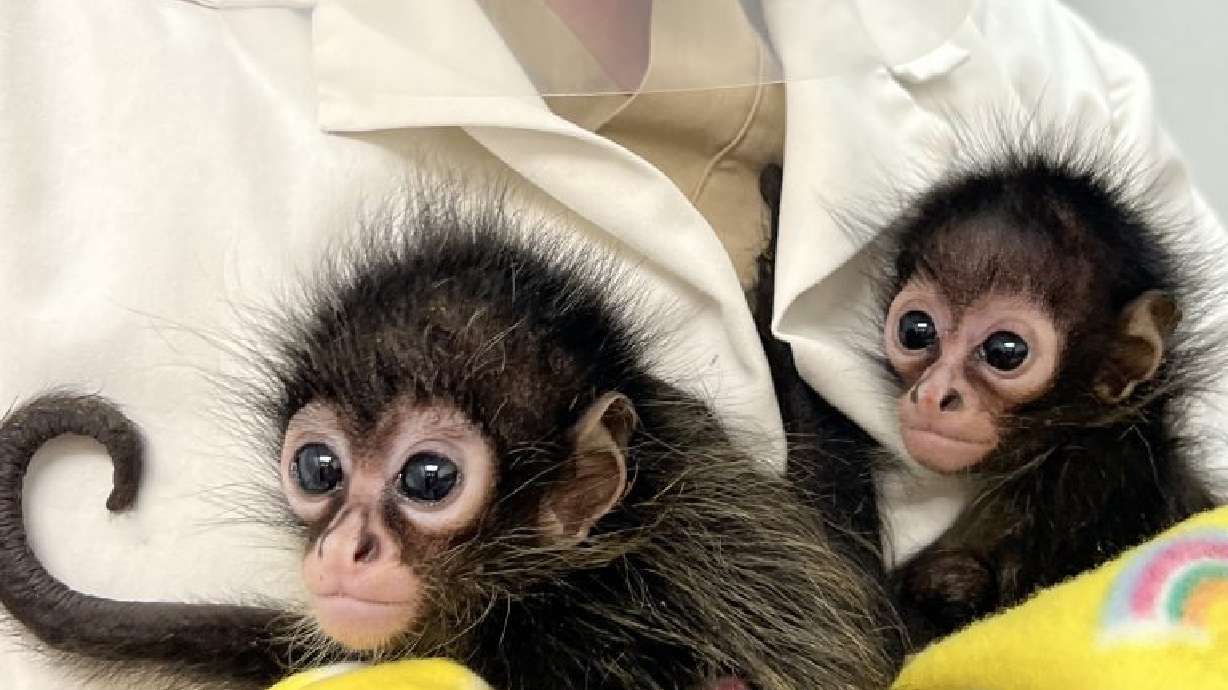 Two young orphaned spider monkeys at the Gladys Porter Zoo in Texas after they were were rescued from wildlife traffickers. The monkeys, named Romina and Eve, are now at Utah's Hogle Zoo.