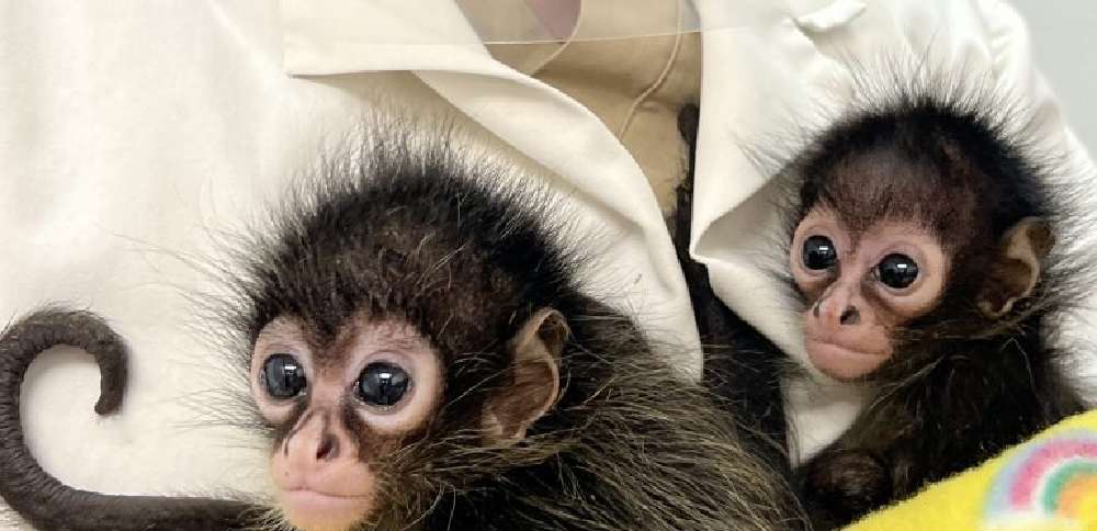Hogle Zoo takes in two spider monkeys rescued from trafficking