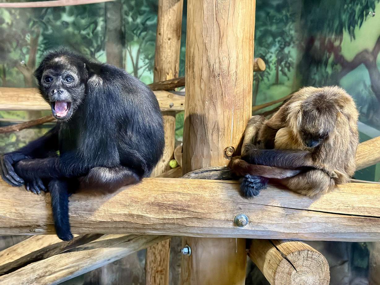 Resident spider monkeys Ebony and Lemon in the Primate Forest habitat at Utah's Hogle Zoo.