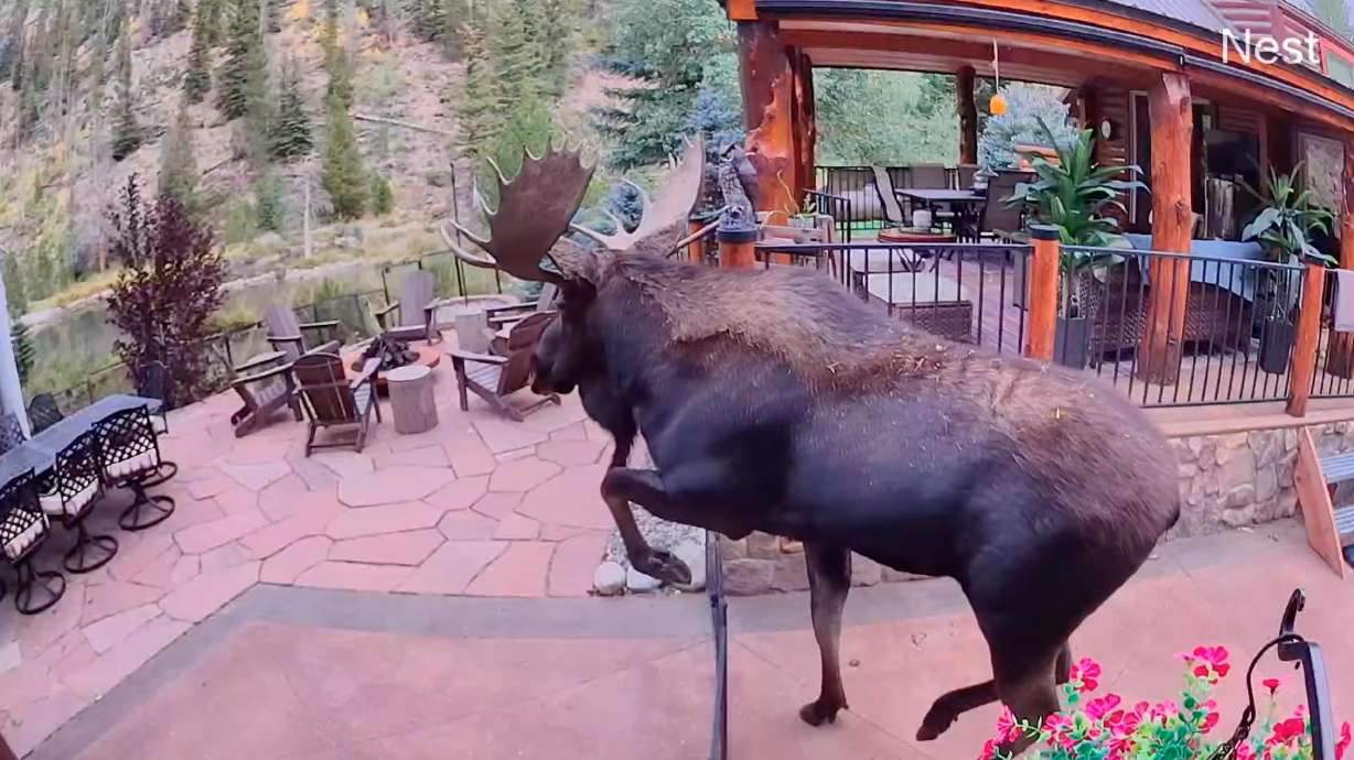 Go ahead and put up that fence. But if a moose wants to explore your yard, he'll just stroll right in.