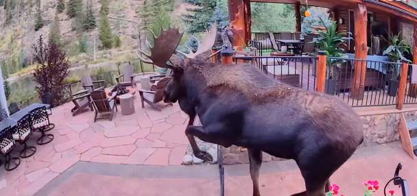 Have You Seen This? Cute little fence is no match for a moose