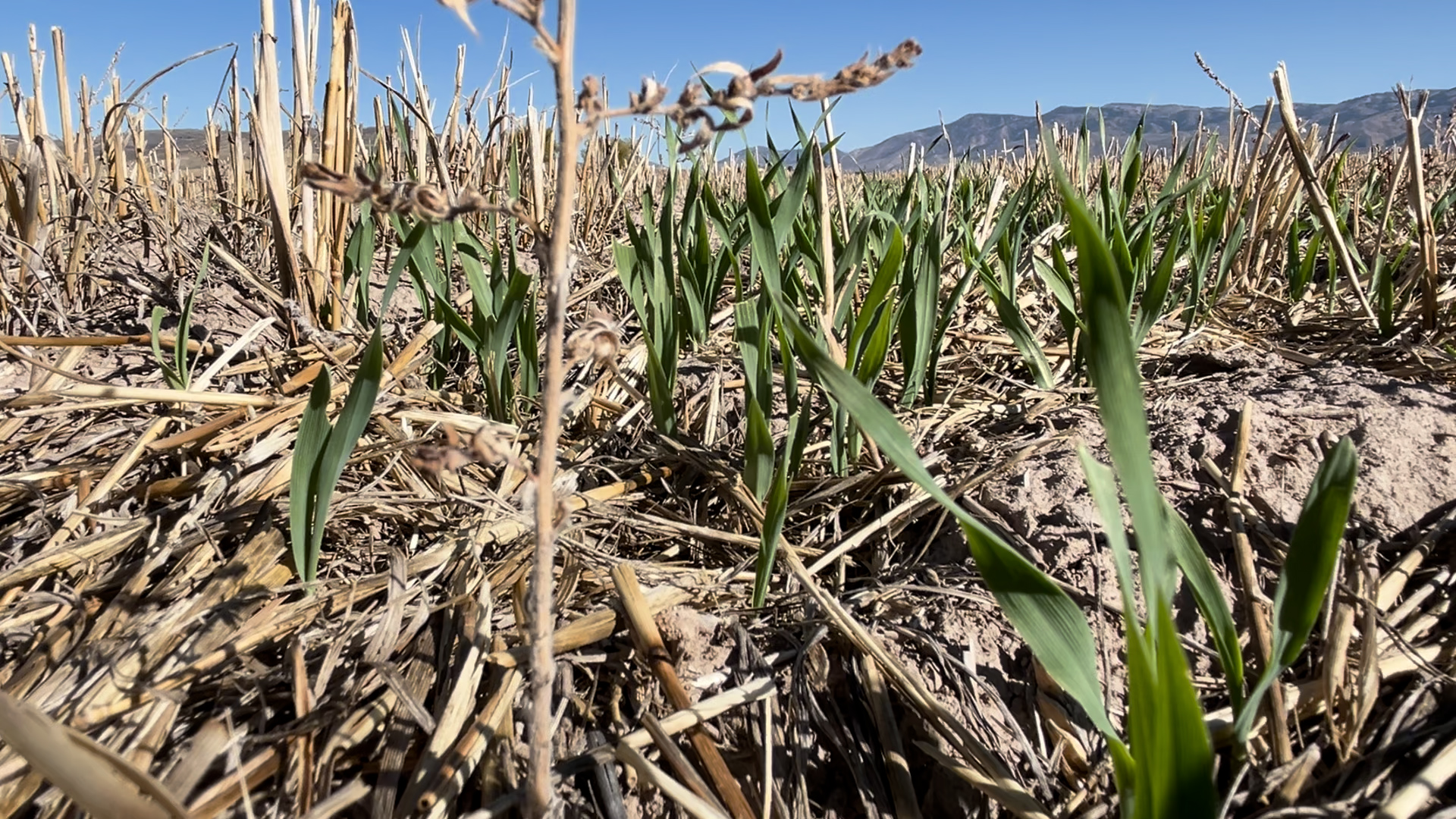 Small Business Administration offers disaster loans to businesses affected by drought