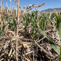 Small Business Administration offers disaster loans to businesses affected by drought