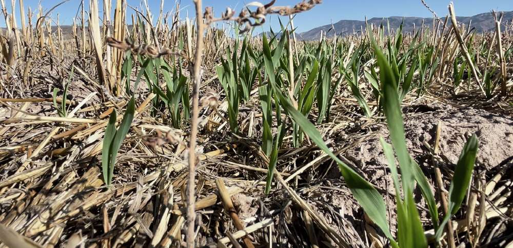 Small Business Administration offers disaster loans to businesses affected by drought