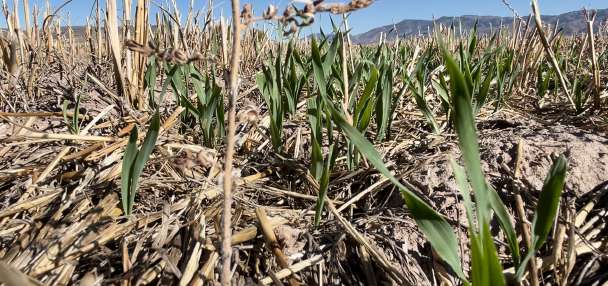 Small Business Administration offers disaster loans to businesses affected by drought