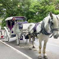 New York City's iconic horse-drawn carriages expected to take their last trot
