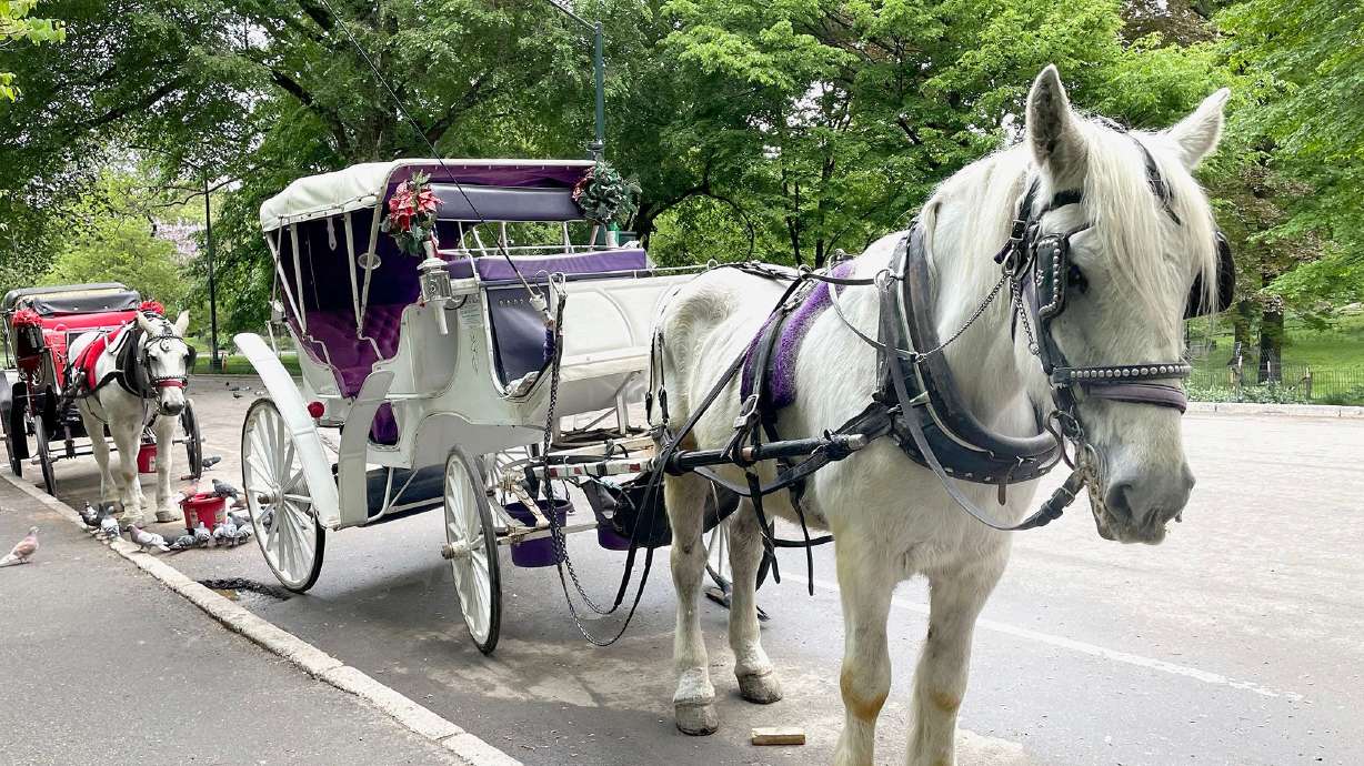 Carriage horses line one of the entrances to Central Park as drivers try to persuade tourists to take a horse-drawn carriage ride around the park. The industry is nearing its end after Mayor Zohran Mamdani and City Council Speaker Julie Menin reached a deal to abolish them.