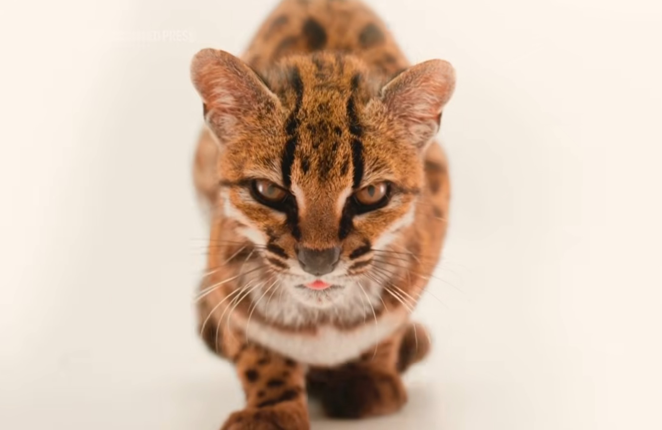 Have You Seen This? New cat species found in Bolivia