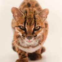 Have You Seen This? New cat species found in Bolivia