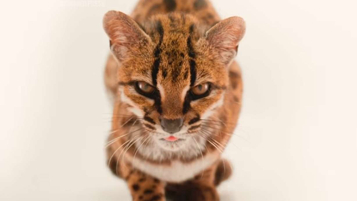 A tilcayo, a newly discovered species of wild cat, is pictured. (Associated Press via YouTube)
