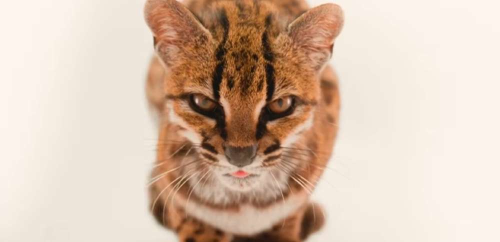 Have You Seen This? New cat species found in Bolivia