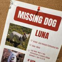 Luna, a small dog missing for over a month in Yellowstone, is reunited with her owners