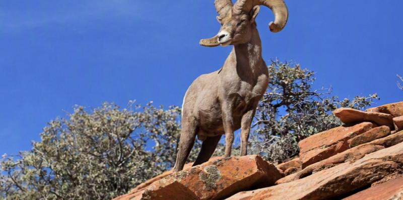Sportsman applications for 'hunt of a lifetime' open in Utah soon