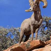 Sportsman applications for 'hunt of a lifetime' open in Utah soon