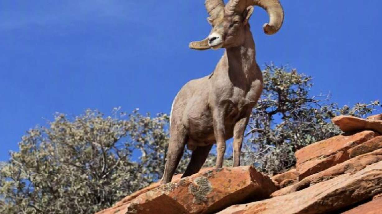 The Utah Division of Wildlife Resources is opening applications for sportsman permits, including for bighorn sheep.