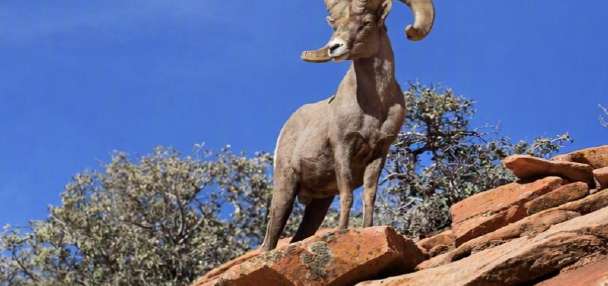 Sportsman applications for 'hunt of a lifetime' open in Utah soon