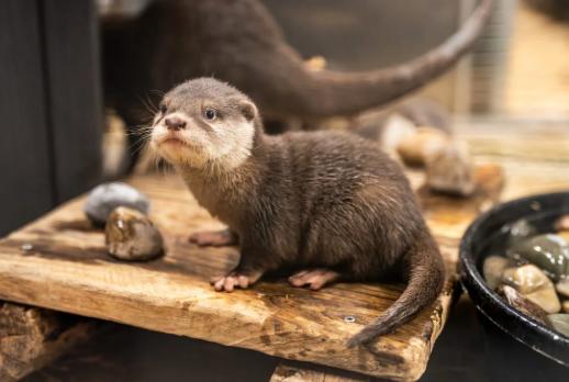 Draper aquarium asks for help with an 'otterly important' decision