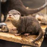 Draper aquarium asks for help with an 'otterly important' decision