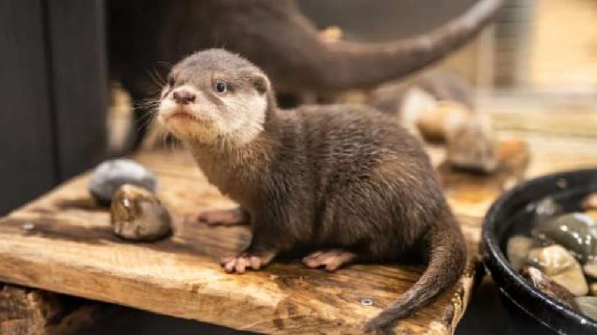 The Loveland Living Planet Aquarium is asking for the public's help to name its newest tenants, a pair of Asian small-clawed otters.