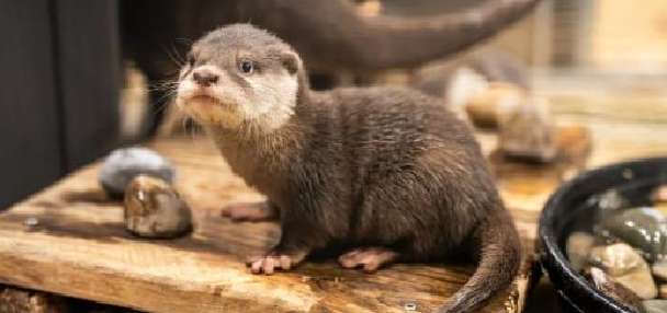 Draper aquarium asks for help with an 'otterly important' decision