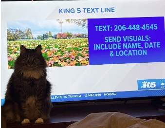 Have You Seen This? A cat and meteorologist chase