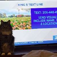Have You Seen This? A cat and meteorologist chase