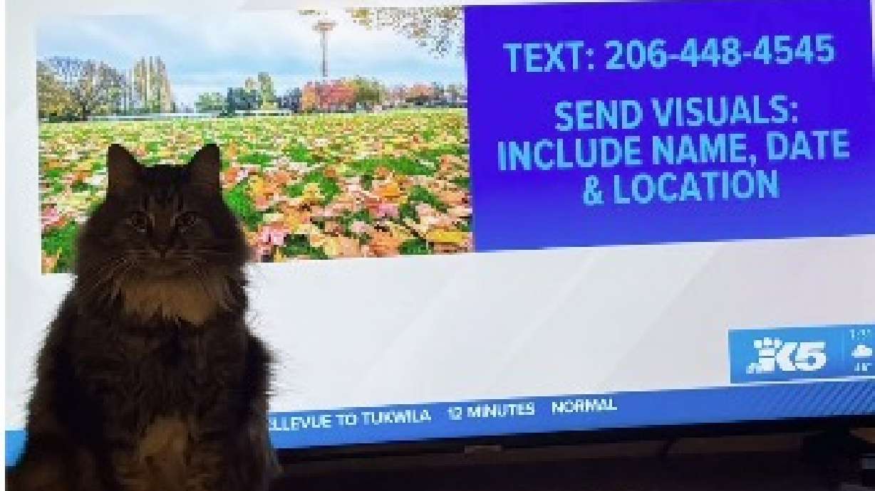 BooBoo has pulled off the ultimate cat-ception in the Seattle area.