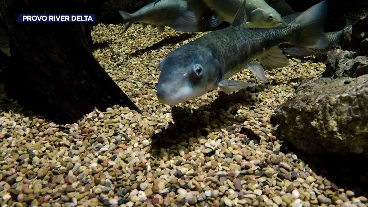 June suckers in the Provo River are pictured.
