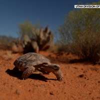 Change in Endangered Species Act draws concern from Utah environmentalists