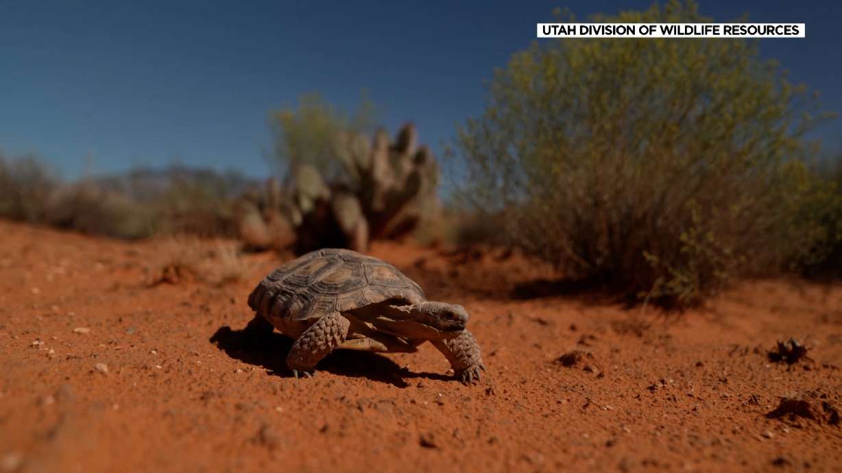 A desert tortoise is pictured. Environmental groups are deeply concerned about a change in the Endangered Species Act that removes protections for animal habitats.