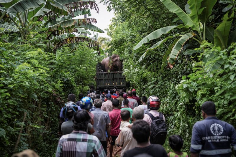 A wild elephant is transported by truck for relocation to the Horowpathana Elephant Holding Ground in Naula, Sri Lanka, June 27, 2025. Wildlife officials decided to relocate the elephant after villagers complained of crop damage, damage to houses and fear of the animal after it entered the Naula area.