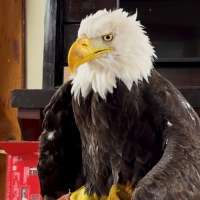 Bird flu caused the death of Jackie, a California bald eagle who captured hearts