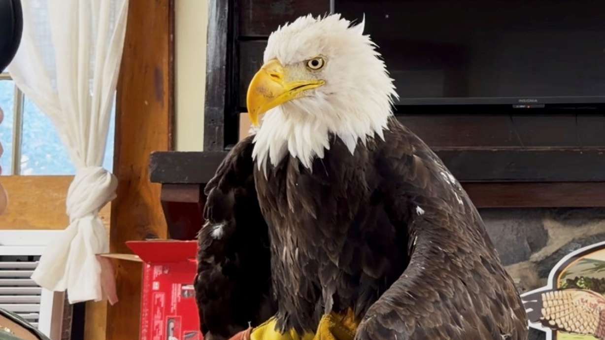 Jackie the bald eagle is examined on July 18, at the Los Angeles County Parks San Dimas Raptor Rescue Center in San Dimas, Calif. Bird flu was blamed for her death, officials said on Thursday.