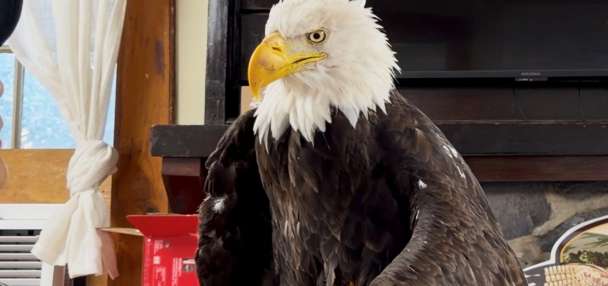 Bird flu caused the death of Jackie, a California bald eagle who captured hearts